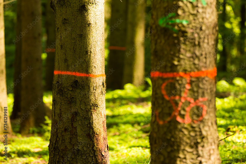 markierte Bäume im Wald