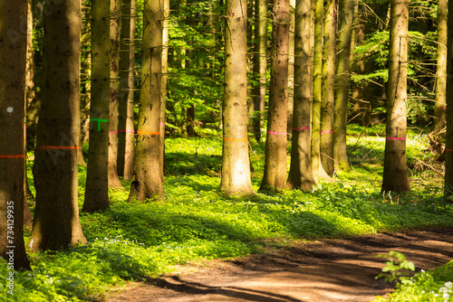 Idyllischer Wanderweg durch den Wald