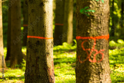 Obraz na płótnie markierte Bäume im Wald w salonie