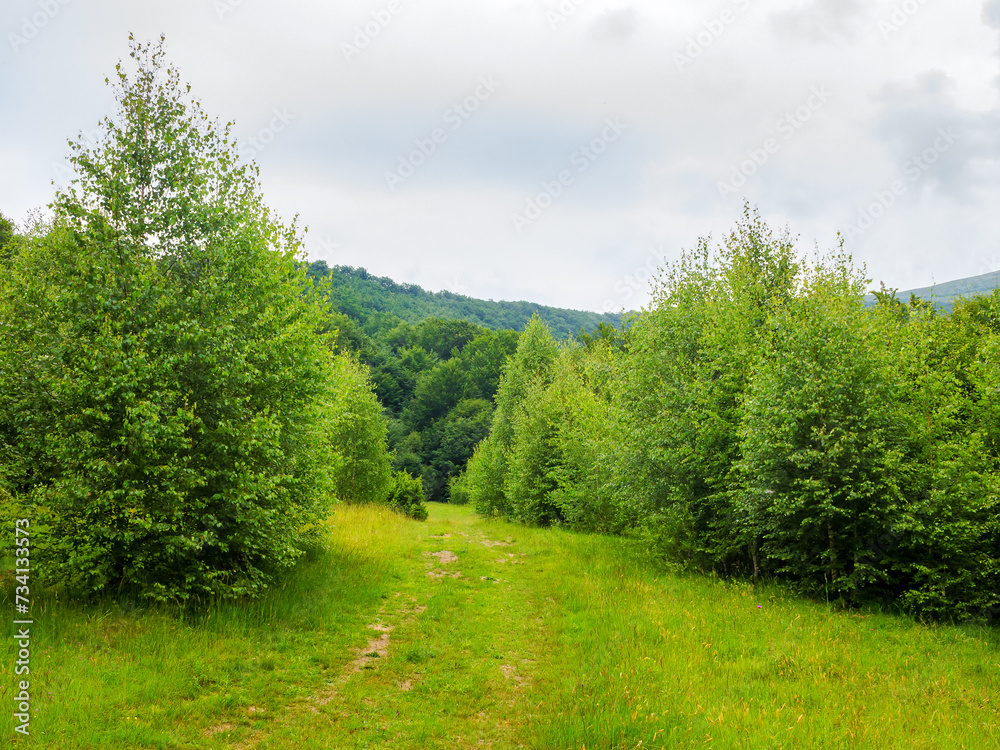 scenery with path through the meadow and green trees leads in to the primeval beech forest. beautiful landscape of carpathian mountains on an overcast day in summer