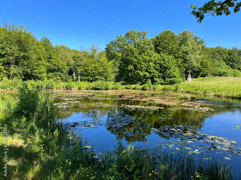 Fototapeta premium lake in the forest