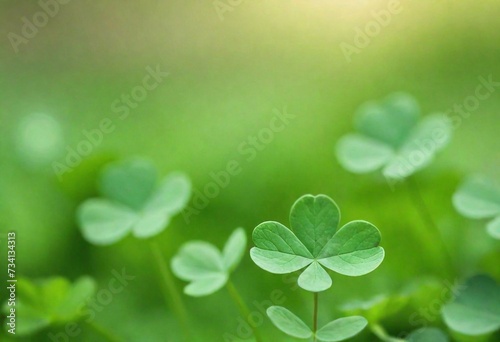 Growing clover on the lawn, shamrock. St. Patrick's Day background