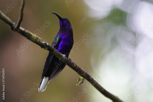 The violet sabrewing (Campylopterus hemileucurus) is a species of hummingbird in the 