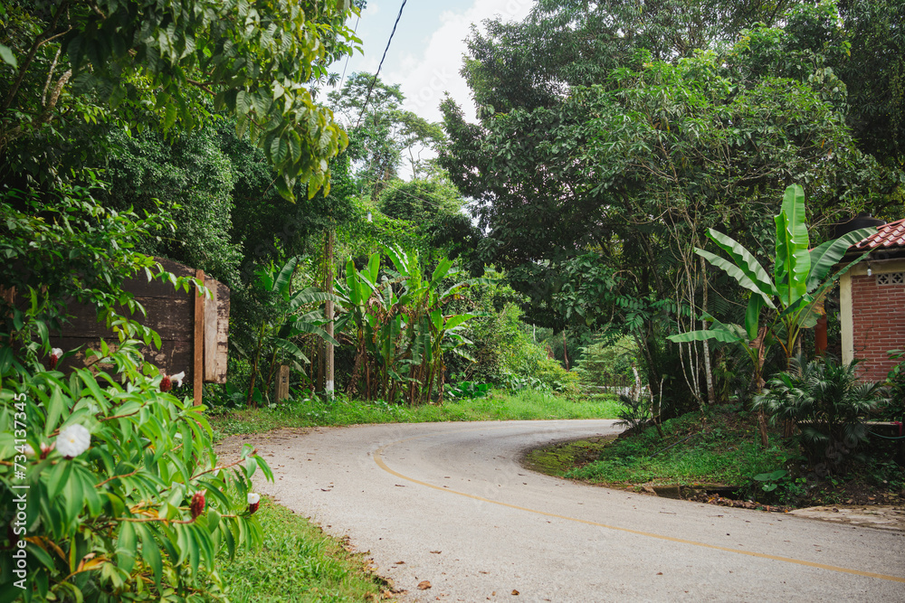 Shot of a rural road surrounded by rainforest in Chiapas, Mexico.