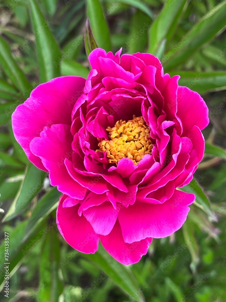 Fototapeta premium pink and yellow rose