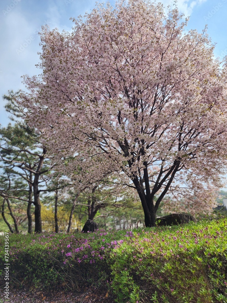 Full bloom Cherry Blossom Tree with green bushes