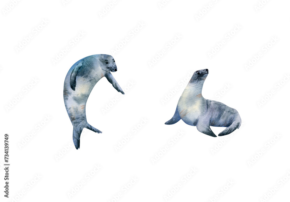 Fototapeta premium Fur seal watercolor collection. Hand drawn illustration with fur seals for posters design, souvenirs