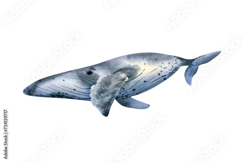 Humpback whale illustration. Watercolor hand drawn illustration with blue whale