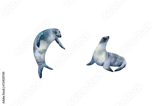 Fur seal watercolor collection. Hand drawn illustration with fur seals for posters design, souvenirs