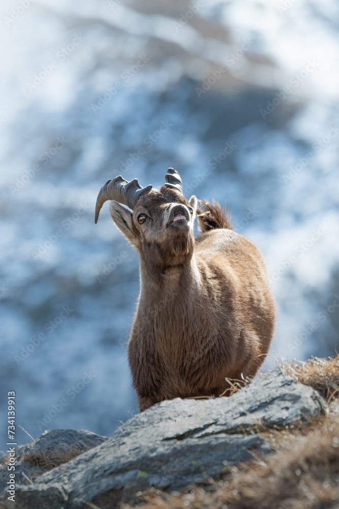 Close up portrait of Young alpine ibex (Capra ibex) during mating season acting flehmen response. Alps mountains, Italy.