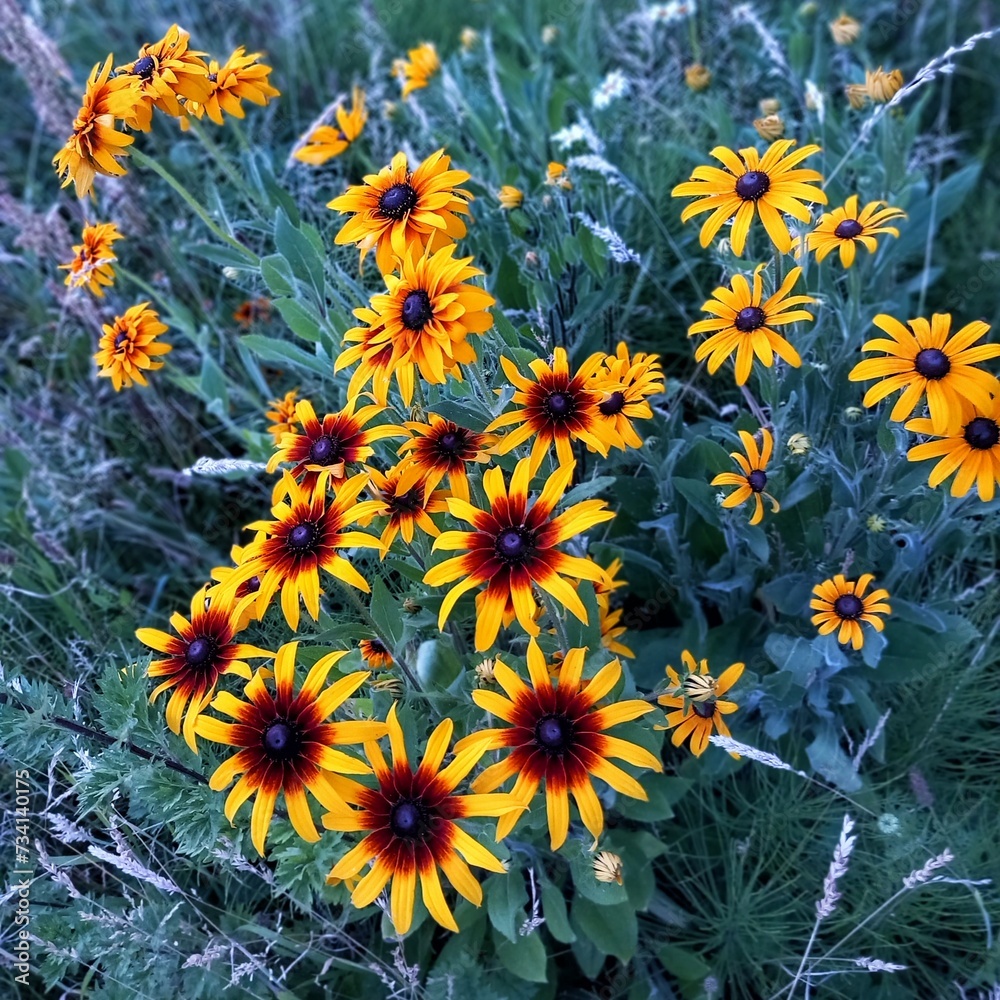 sunflowers sunflowers