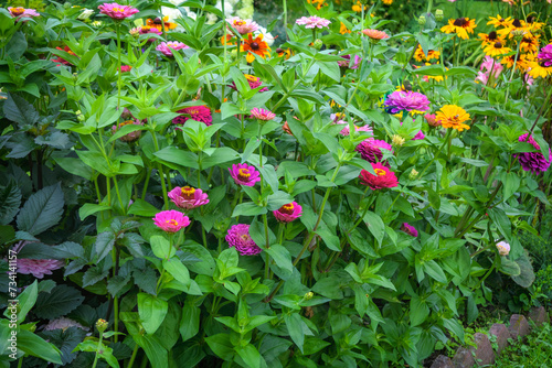 Flowerbed of vivid colorful mixed flowers in the home garden photo