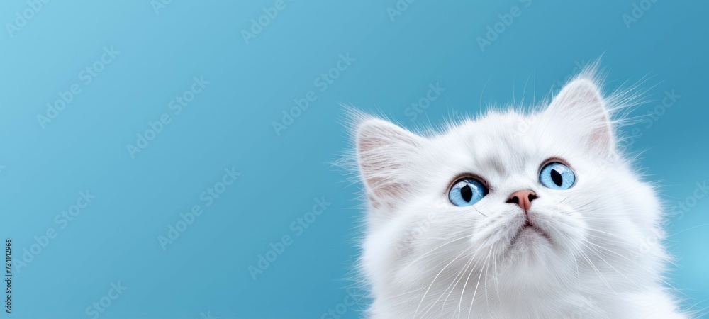 A charming banner featuring a cat gazing upward against a solid blue background.