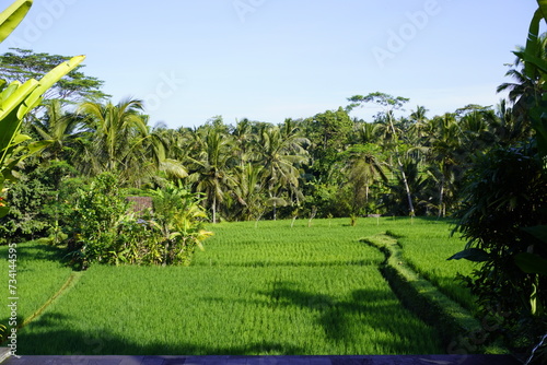 Ubud Oasis: Serene Accommodation with a Bali Ricefield Vista