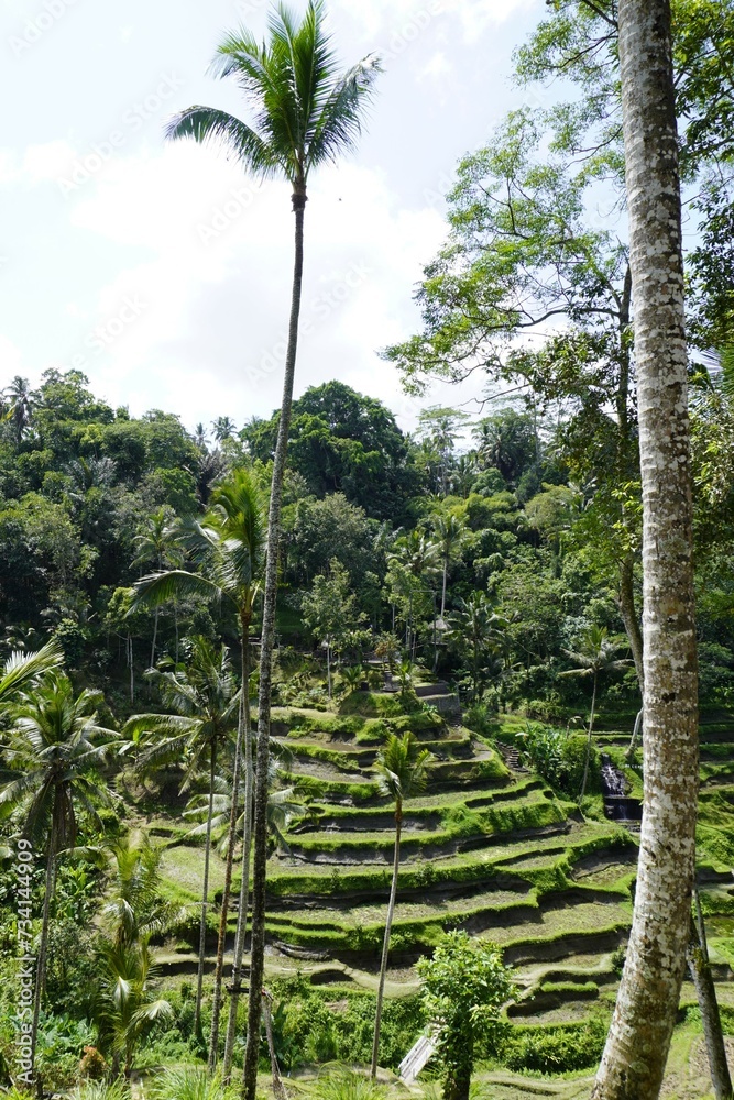Fototapeta premium Uma Ceking - Bali