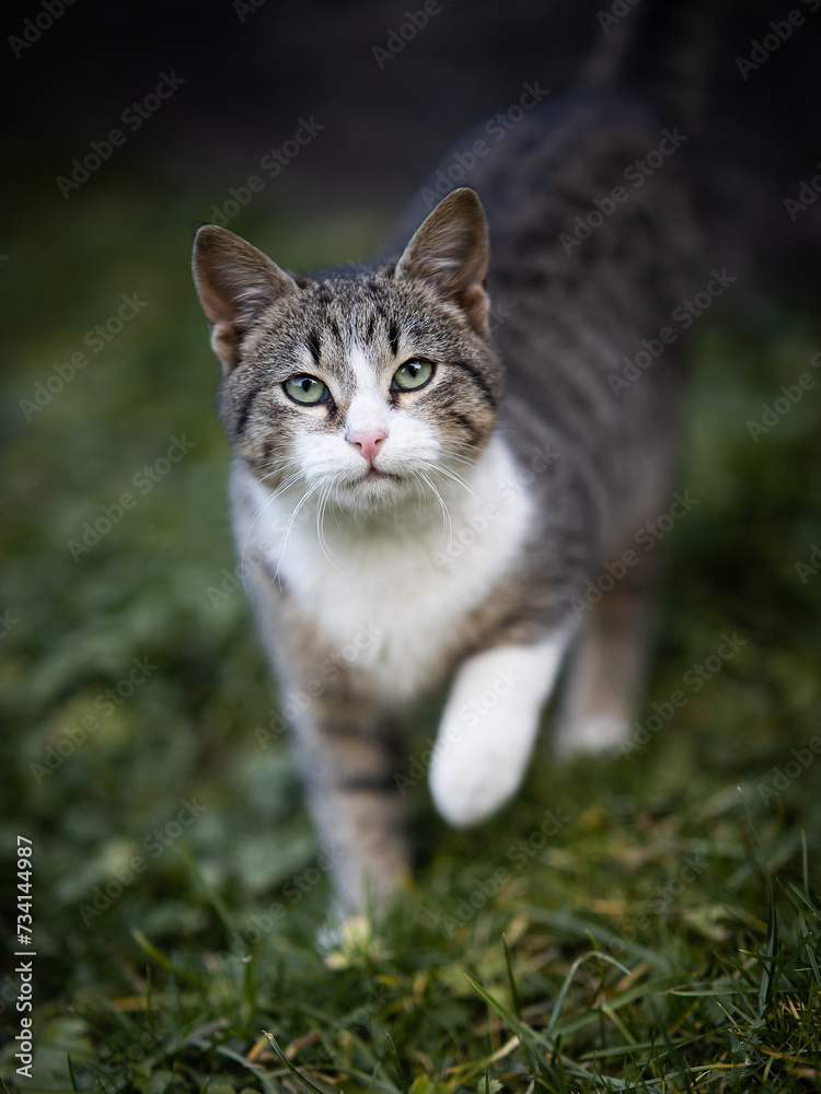 A domestic cat sneaks up cautiously in the grass. A domestic cat sneaks up cautiously in the grass.