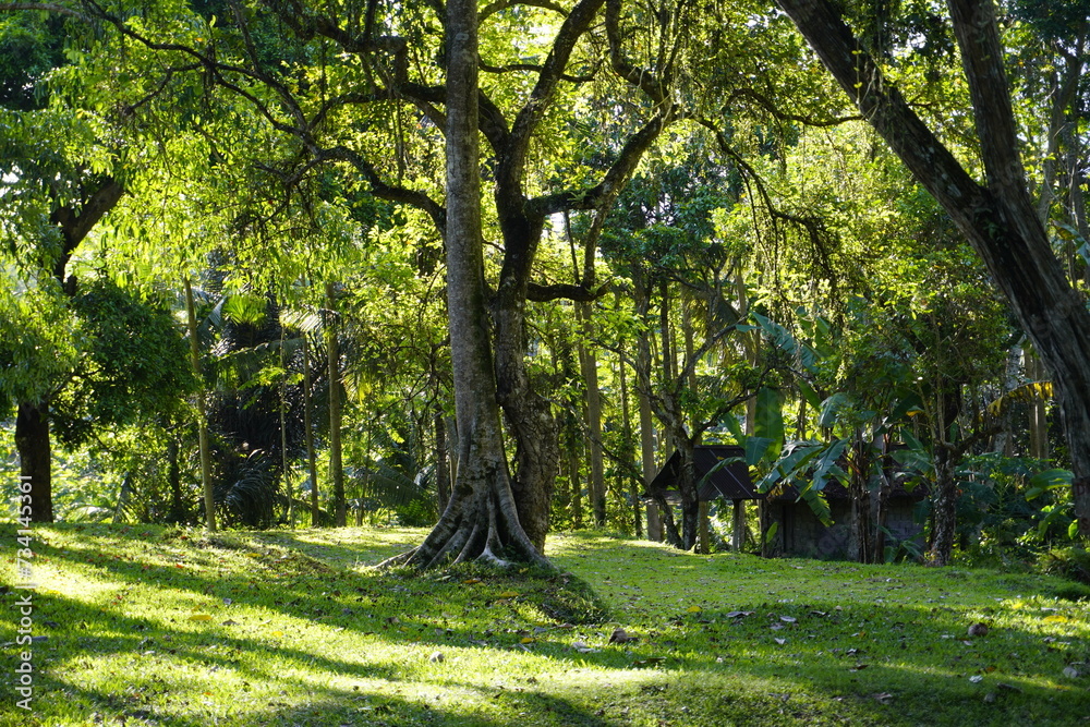 Fototapeta premium Nature's Choreography: The Dancing Tree