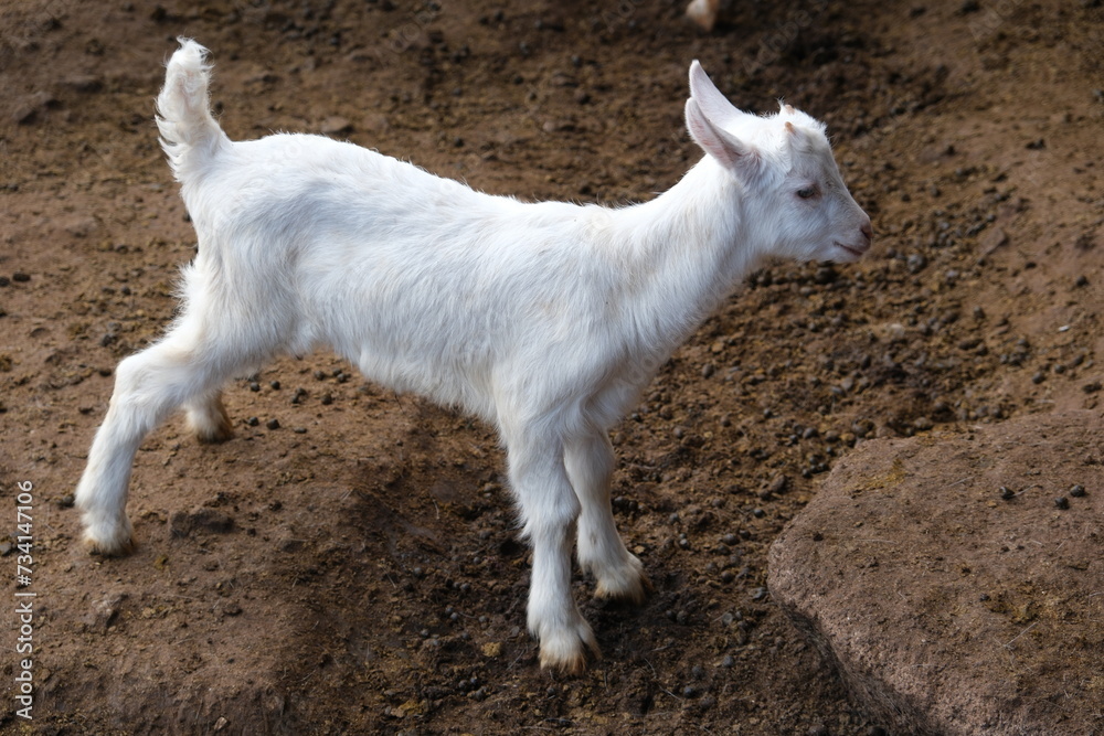goats baby animal in organic farm agriculture countryside goats baby animal in organic farm agriculture countryside