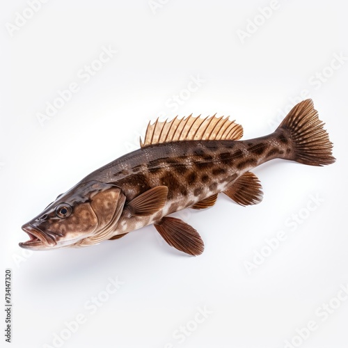 Flathead fish isolated on white background