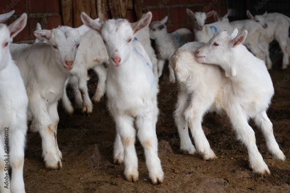 goats baby animal in organic farm agriculture countryside goats baby animal in organic farm agriculture countryside