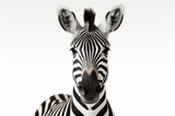 isolated zebra animal concept