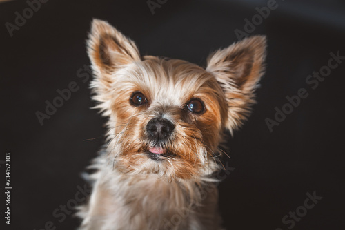 Kleiner Yorkshire Terrier