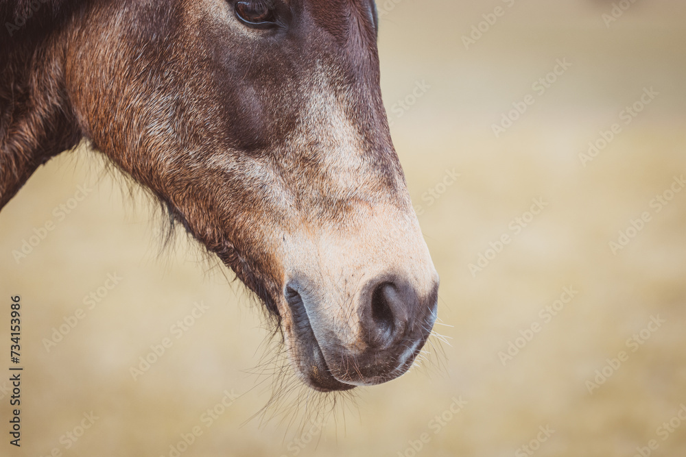 Fototapeta premium Pferd