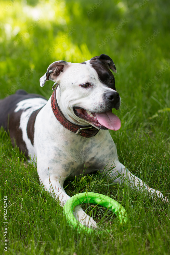 A dog on a walk is resting in the grass with a toy. American Staffordshire Terrier plays with a rubber ring