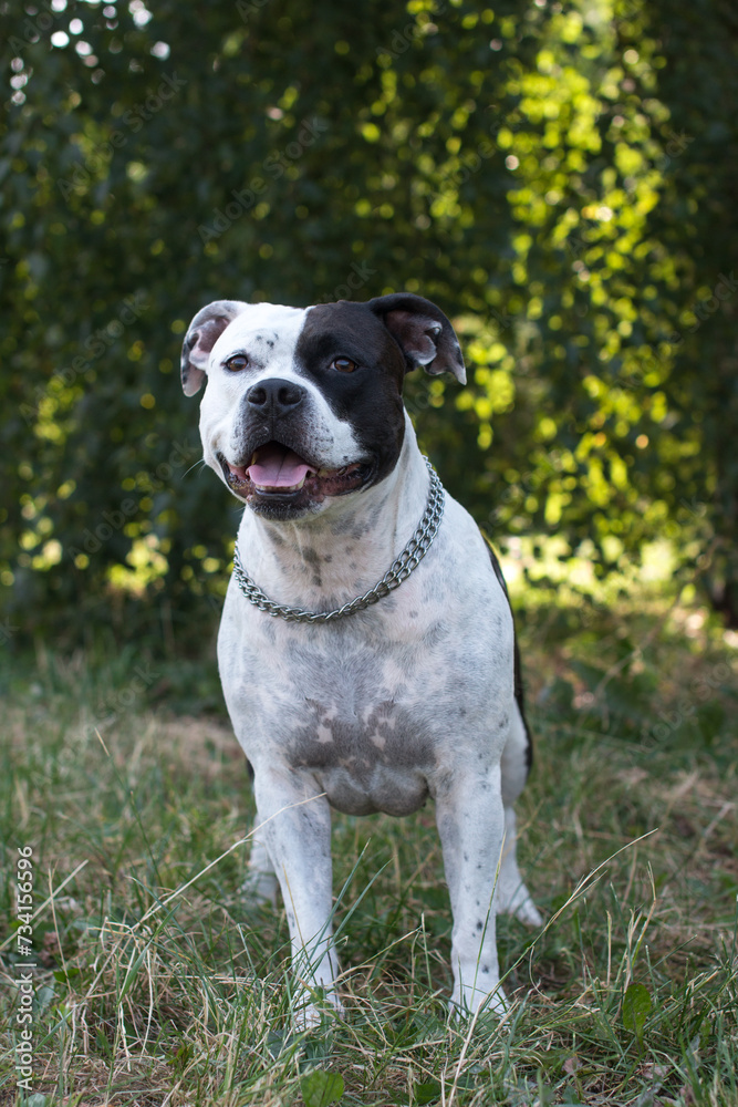 A black and white dog on a walk. American Staffordshire Terrier