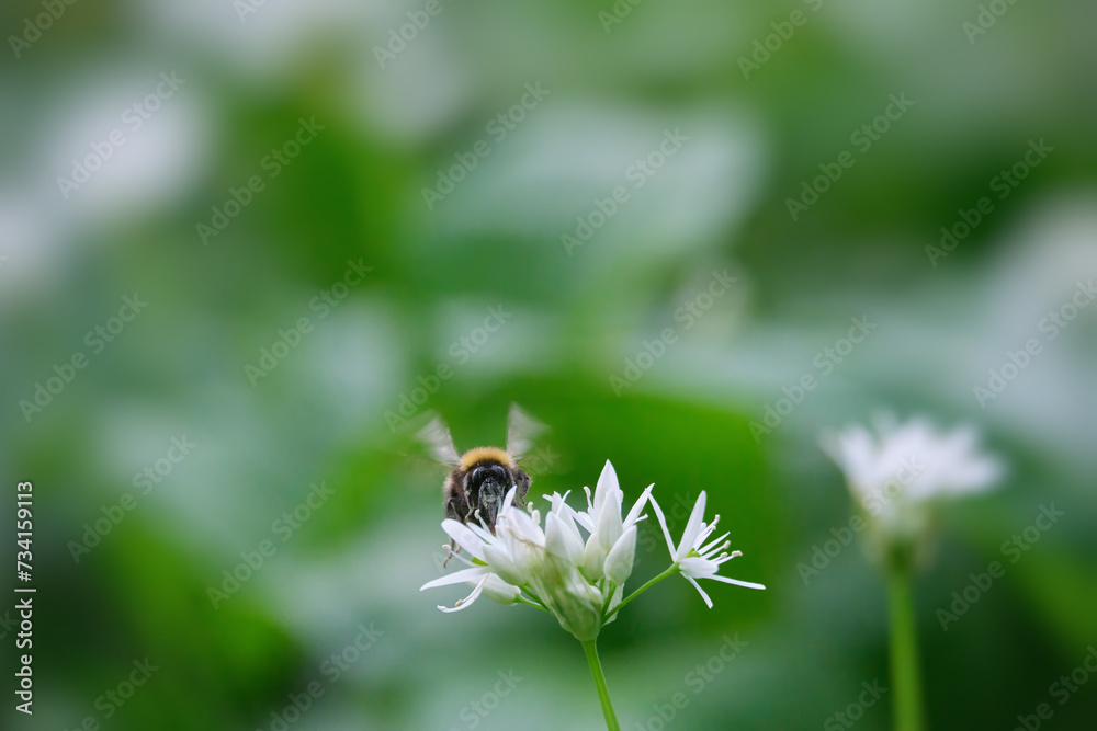 Bumblebee on white flowers of bear's garlic close-up Bumblebee on white flowers of bear's garlic close-up