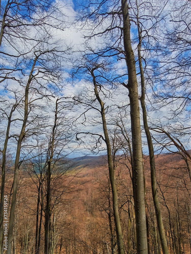 Bare beeches in the spring forest, among the Carpathian Mountains