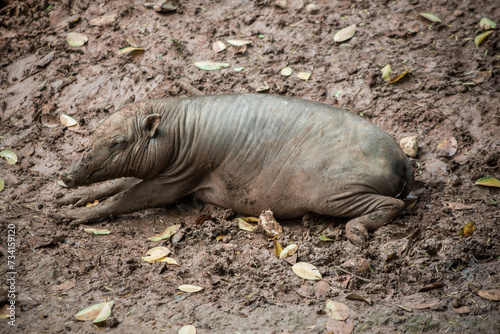 The Togian babirusa (Babyrousa togeanensis), also known as the Malenge babirusa, is the largest species of babirusa