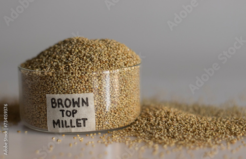 Closeup of browntop millet grains in a pristine glass bowl with label on it filled to the brim photo