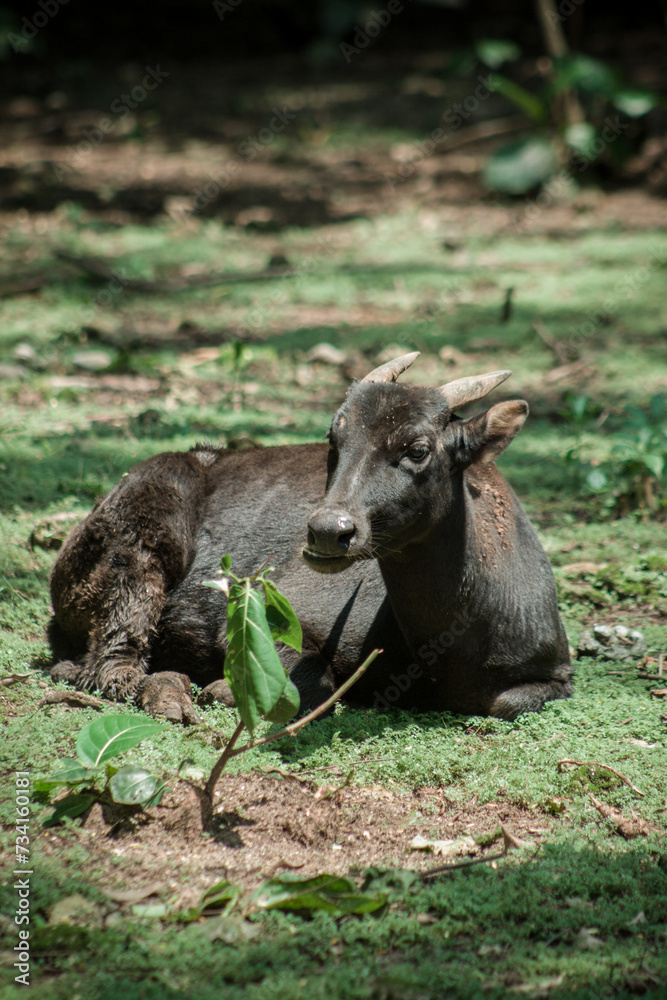 Anoa, also known as dwarf buffalo and sapiutan, are two species of the genus Bubalus, placed within the subgenus Anoa and endemic to the island of Sulawesi Anoa, also known as dwarf buffalo and sapiutan, are two species of the genus Bubalus, placed within the subgenus Anoa and endemic to the island of Sulawesi
