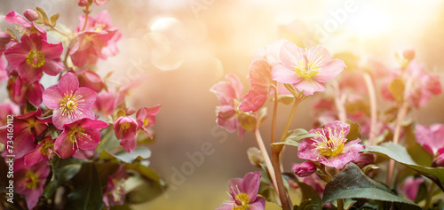 Fototapeta Naklejka Na Ścianę i Meble -  Helleborus, różowy ciemiernik jako baner