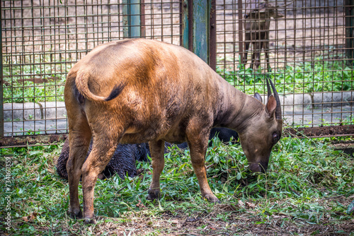 Anoa, also known as dwarf buffalo and sapiutan, are two species of the genus Bubalus, placed within the subgenus Anoa and endemic to the island of Sulawesi photo