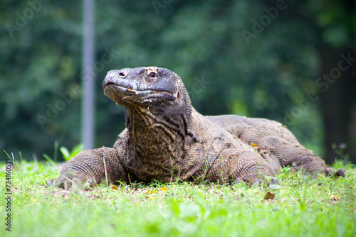 The Komodo dragon (Varanus komodoensis), also known as the Komodo monitor, is a member of the monitor lizard family Varanidae that is endemic to the Indonesian islands of Komodo, Rinca, Flores, and Gi photo