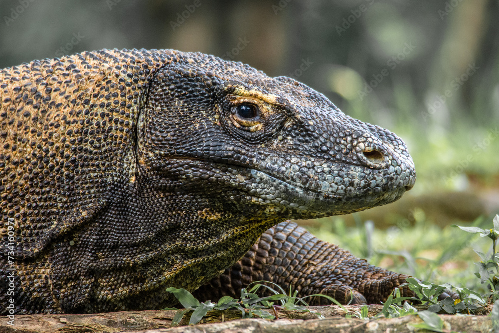 Fototapeta The Komodo dragon (Varanus komodoensis), also known as the Komodo monitor, is a member of the monitor lizard family Varanidae that is endemic to the Indonesian islands of Komodo, Rinca, Flores, and Gi