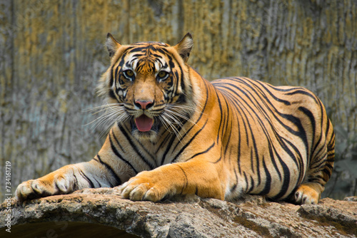 The tiger  Panthera tigris  is the largest living cat species and a member of the genus Panthera