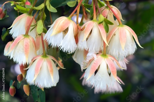 Elaeocarpus hainanensis or Elaeocarpus grandifloras flower  Elegant evergreen tree with glossy foliage, white flowers, Rare trees photo