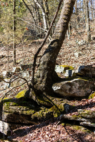 Tree growing from a rock ledge on Magazine Mountain, Arkansas.