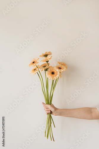 Person's hand holding gerber flowers bouquet over white wall. Aesthetic floral composition