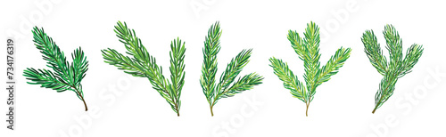 Pine Tree Evergreen Branches with Needles Vector Set