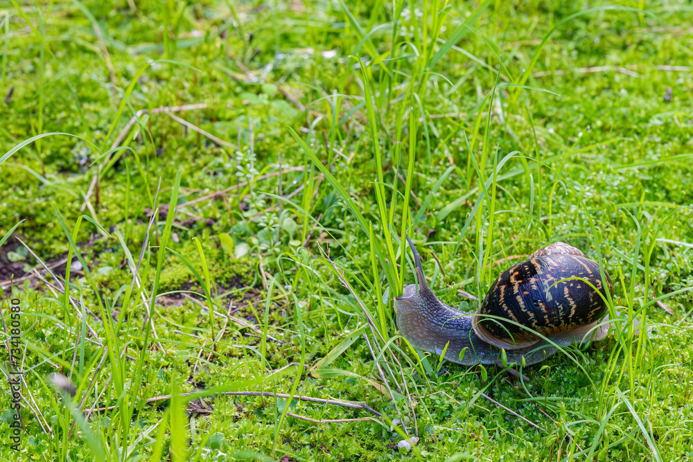 big snail in green grass big snail in green grass