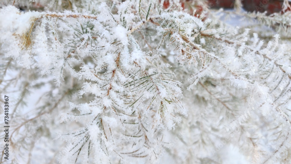 Snow-covered branches. Snow on a plant in close-up. Snow-covered branches. Snow on a plant in close-up.