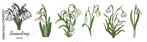 Set of Snowdrop, January birth month flowers, hand drawing, colored outline, icon, Modern design for logo, tattoo, wall art, branding, packaging. Vector illustration isolated on white background photo