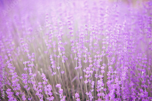 Blooming lavender. Soft focus. Blurred background.