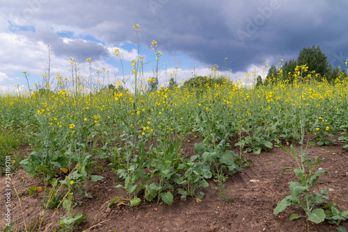 A blooming rapeseed field against a blue sky with clouds