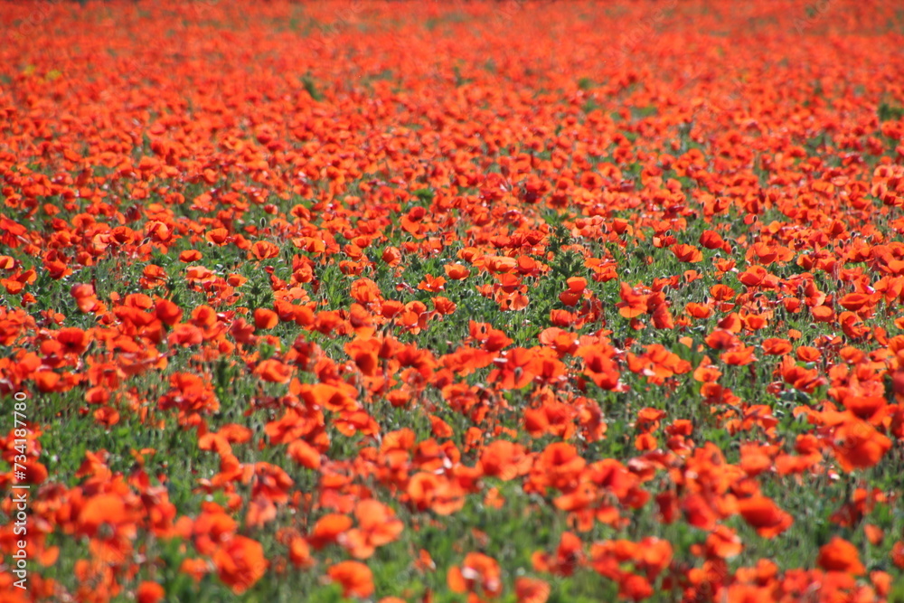 FIELD FULL OF RED POPPIES IN SPRINGTIME