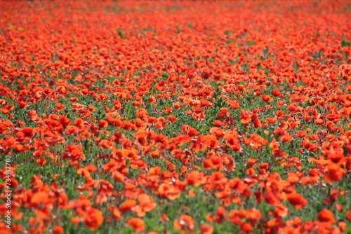 FIELD FULL OF RED POPPIES IN SPRINGTIME